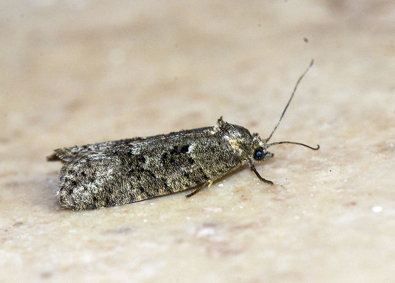 Eterocero da determinare - Cnephasia sp, Tortricidae
